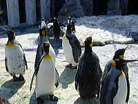 旭山動物園キングペンギン