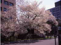 石割桜